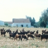 Raça caprina Serrana - Ecotipo Ribatejano, 1995