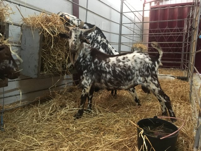 Raça caprina Algarvia – Estremoz, 3 Maio 2019