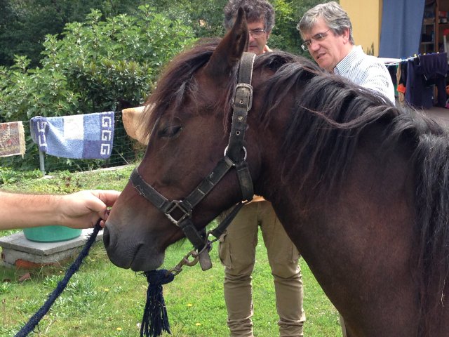 Raça equina Garrana, Vieira do Minho, 31 Jun 2015