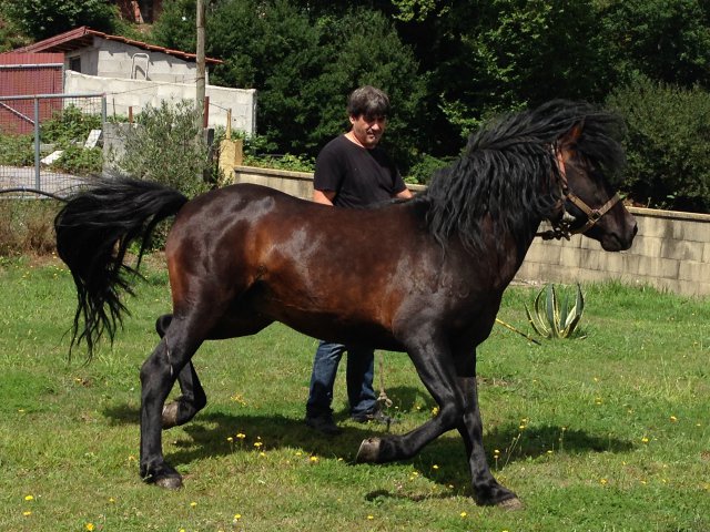 Raça equina Garrana, Vieira do Minho, 31 Jun 2015