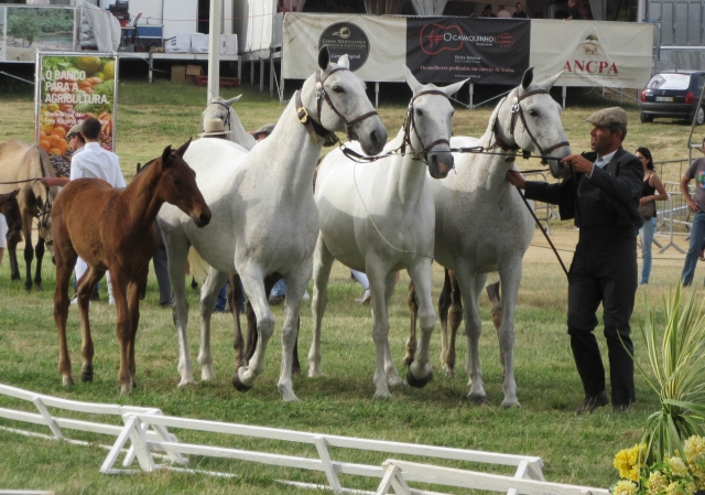 Raça equina Lusitana - FNA, Santarém, 7 de Junho de 2015