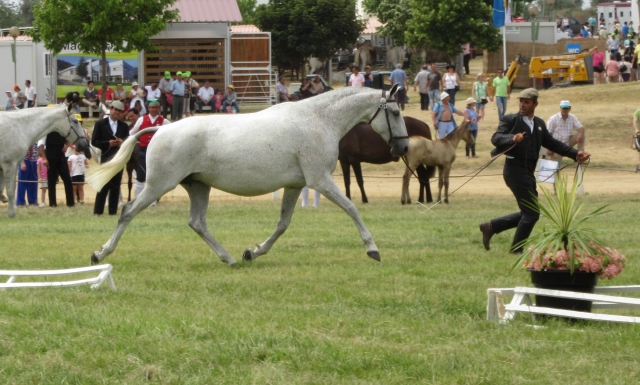 Raça equina Lusitana - FNA, Santarém, 7 de Junho de 2015