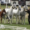 Raça equina Lusitana - FNA, Santarém, 7 de Junho de 2015