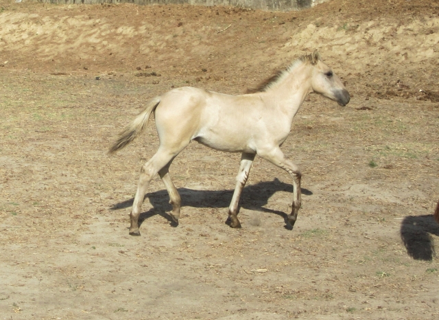 Raça equina Sorraia - Santarém, 9 de Setembro de 2015