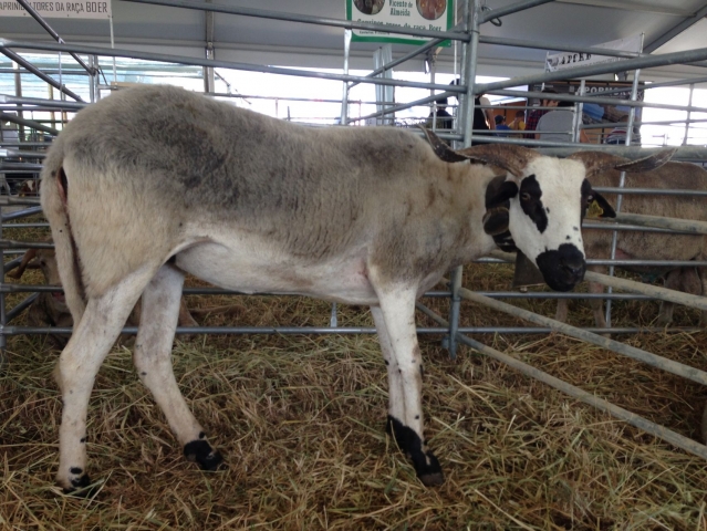 Raça ovina Churra Algarvia - CNEMA, Santarém, 6 Jun 2015