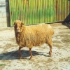 Raça ovina Badana, 1995