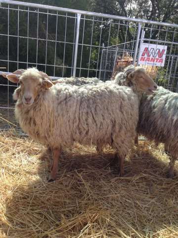 Raça ovina Churra do Campo - ESA/IPCB, Castelo Branco, 11 Abr 2016