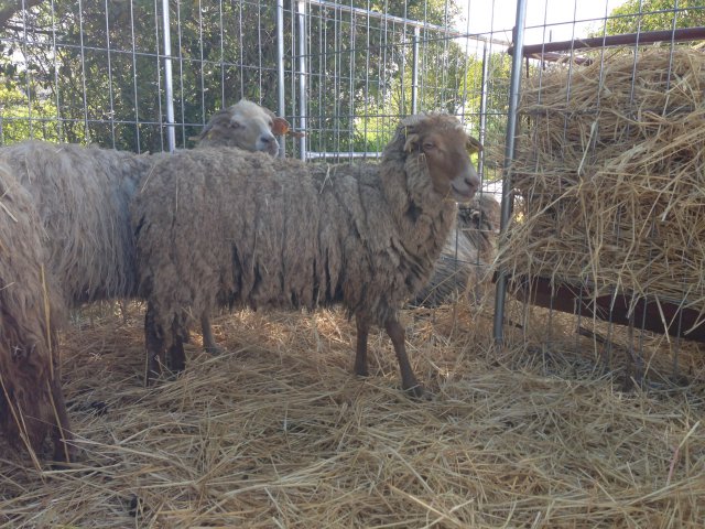 Raça ovina Churra do Campo - ESA/IPCB, Castelo Branco, 11 Abr 2016