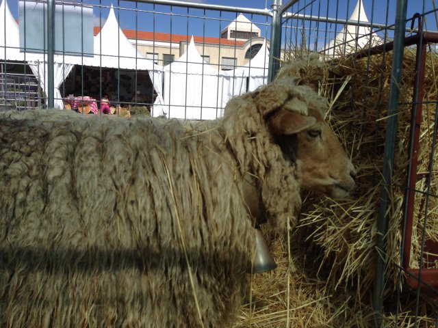 Raça ovina Churra do Campo - ESA/IPCB, Castelo Branco, 11 Abr 2016