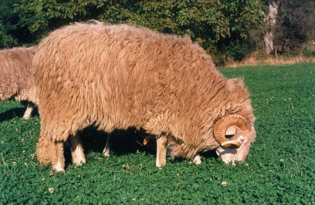 Raça ovina Churra da Terra Quente, 1988