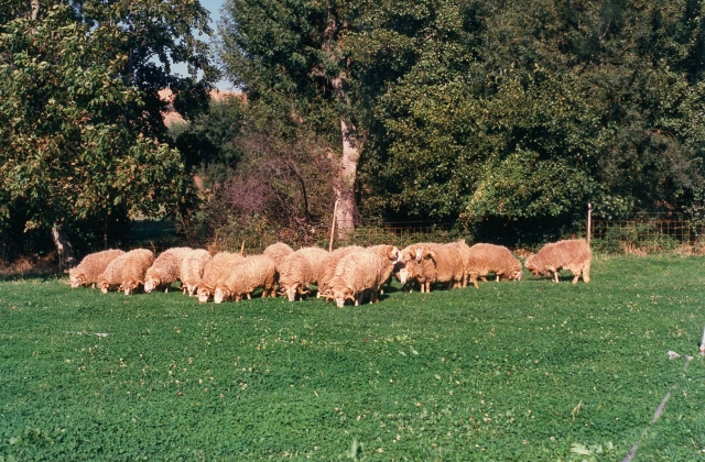 Raça ovina Churra da Terra Quente, 1988