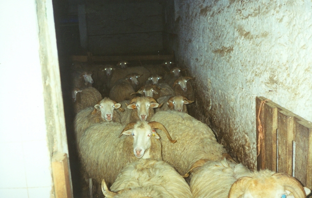 Raça ovina Churra da Terra Quente, 1988