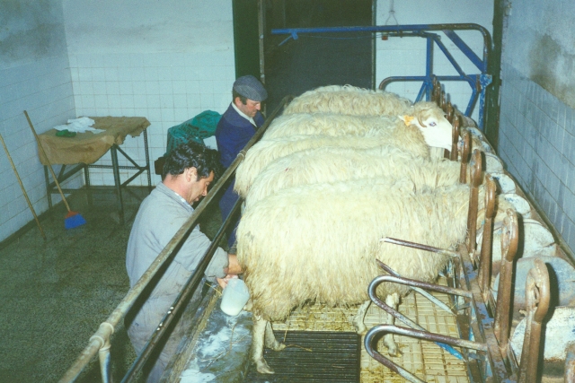 Raça ovina Churra da Terra Quente, 1988