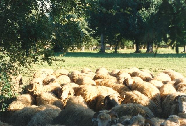 Raça ovina Churra da Terra Quente, 1988