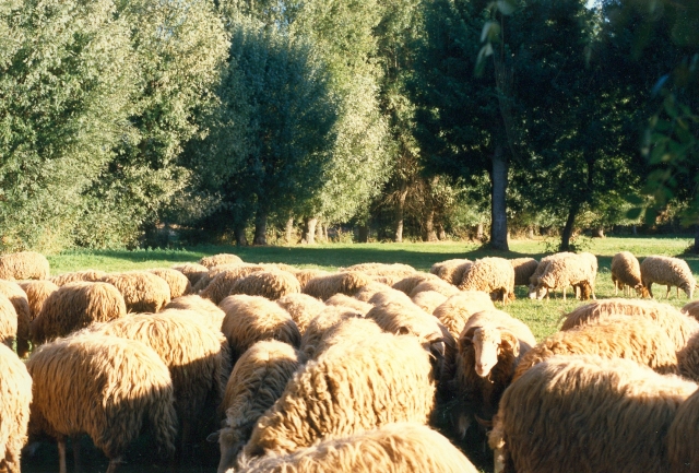 Raça ovina Churra da Terra Quente, 1988