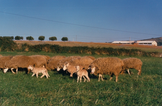 Raça ovina Churra da Terra Quente, 1988