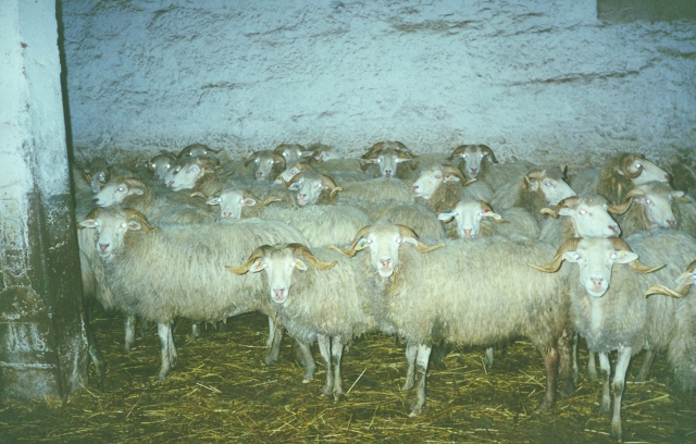 Raça ovina Churra da Terra Quente, 1988