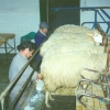 Raça ovina Churra da Terra Quente, 1988