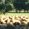 Raça ovina Churra da Terra Quente, 1988