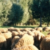 Raça ovina Churra da Terra Quente, 1988