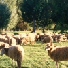 Raça ovina Churra da Terra Quente, 1988