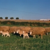 Raça ovina Churra da Terra Quente, 1988