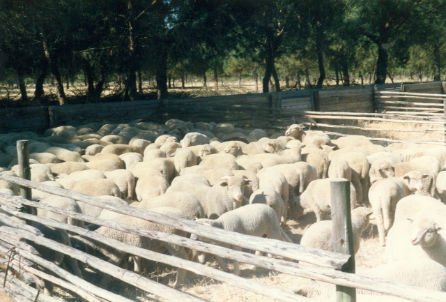 Raça ovina Merina Branca - Herdade de Porches - Alcácer do Sal, 1989