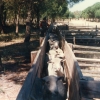 Raça ovina Merina Branca - Herdade de Porches - Alcácer do Sal, 1989