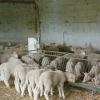 Raça ovina Merina Branca - Herdade de Porches - Alcácer do Sal, 1989