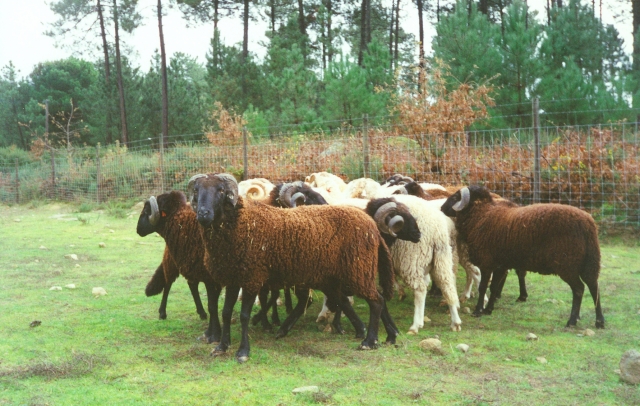 Raça ovina Serra da Estrela, 1993