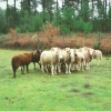 Raça ovina Serra da Estrela, 1993