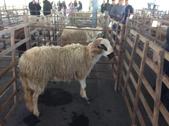 Raça ovina Churra Galega Bragançana - Bragança, 6 Maio 2015