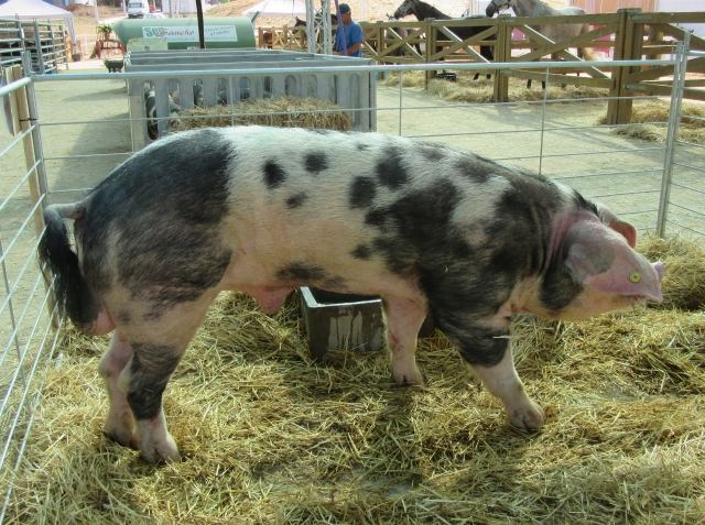 Raça suína Malhado de Alcobaça, varrasco - Alcobaça, 23 de Agosto de 2015